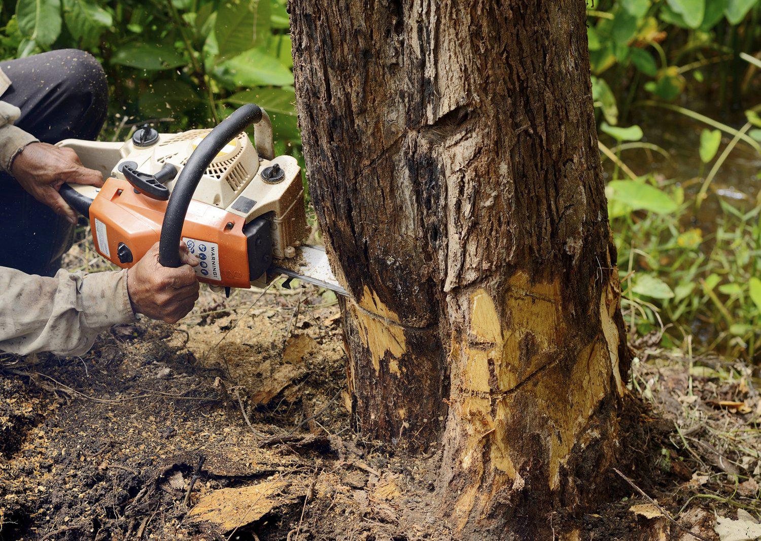 Person using chain saw on tree