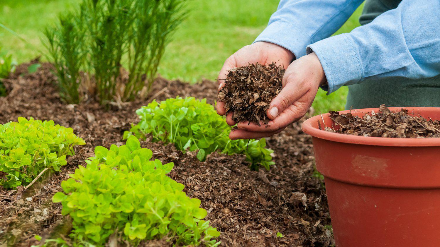 Person spreading mulch in garden