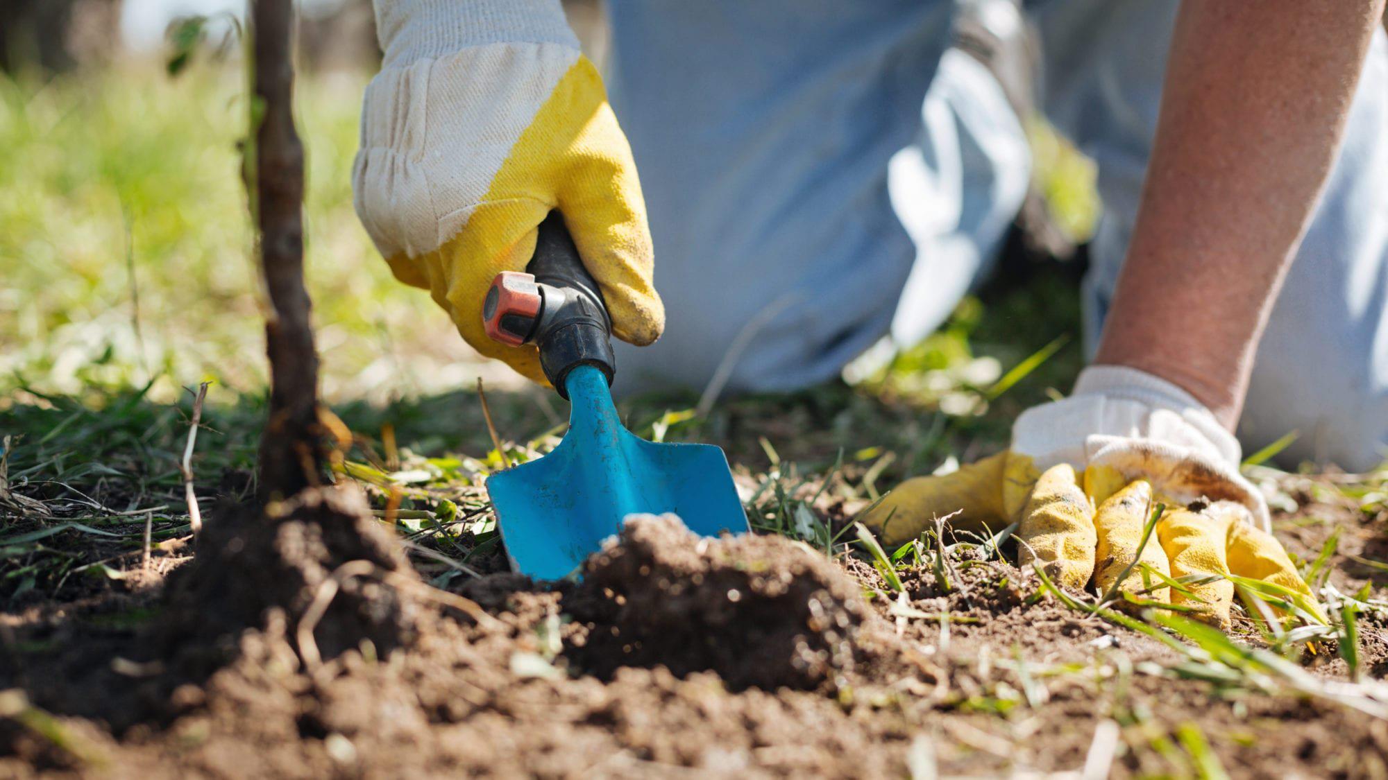 Person digging in garden