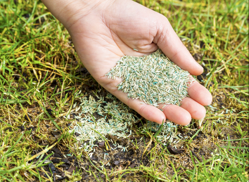 Person spreading seeds over lawn